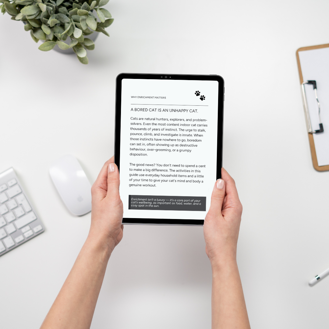 7 Ways to Enrich Your Cat's Life – E-book