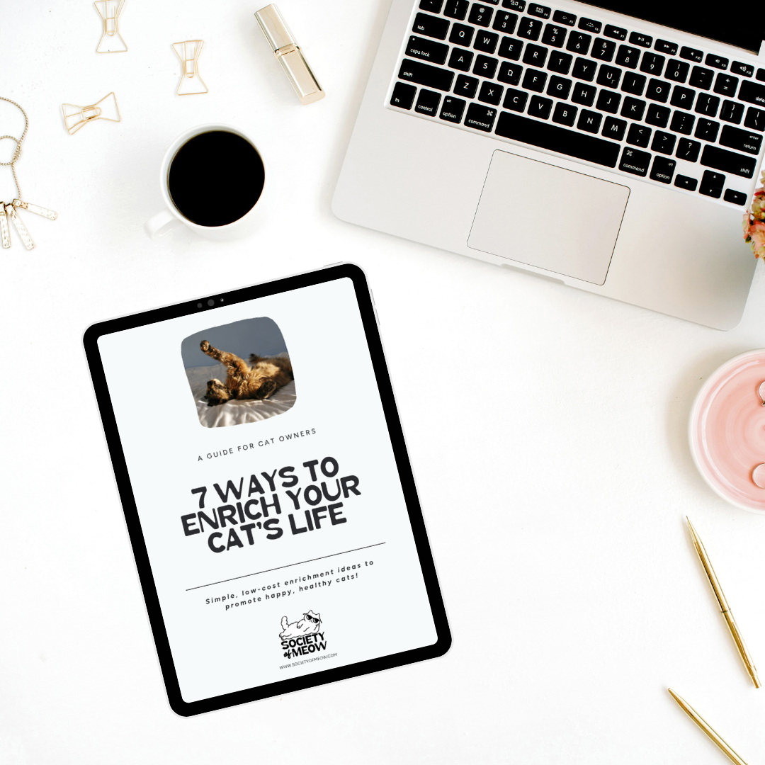 7 Ways to Enrich Your Cat's Life – E-book