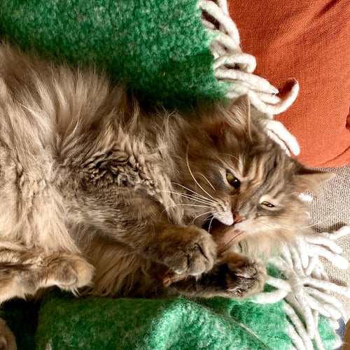 Breakfast Sausage Cat Toy